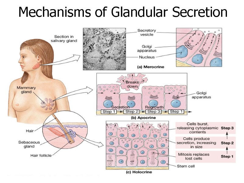 Mechanisms of Glandular Secretion